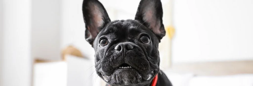 bulldog staring indoors