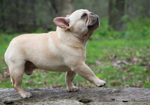 bulldog walking outdoors