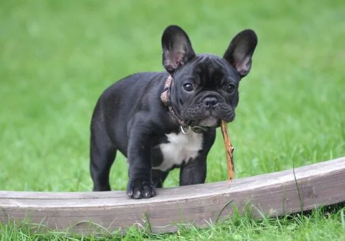 french bulldog standing outdoors