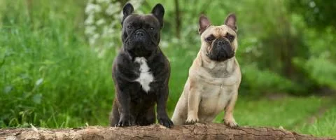 french bulldog sitting outdoors