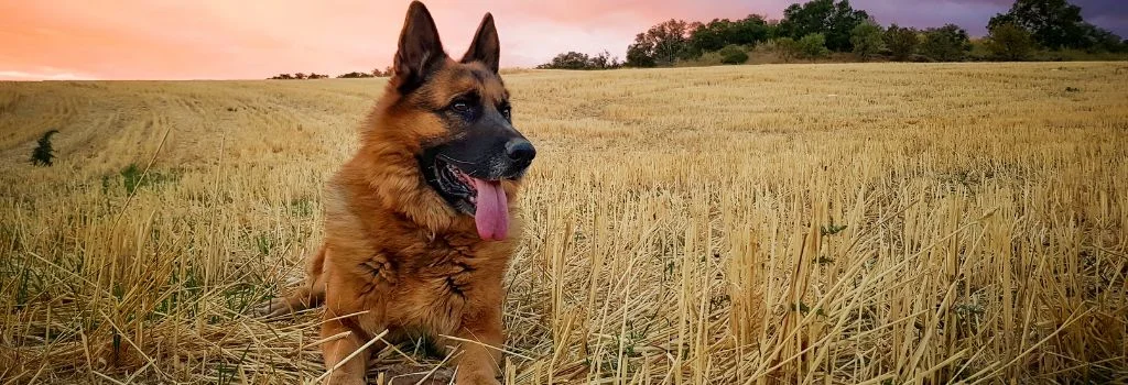 german shepherd lying in the grass outdoors
