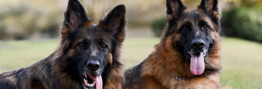 german shepherd staring outdoors