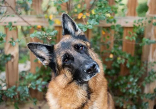 german shepherd staring outdoors