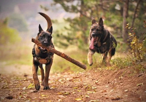 two german dog palying outdoors