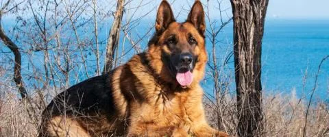 german shepherd sitting in the outdoors