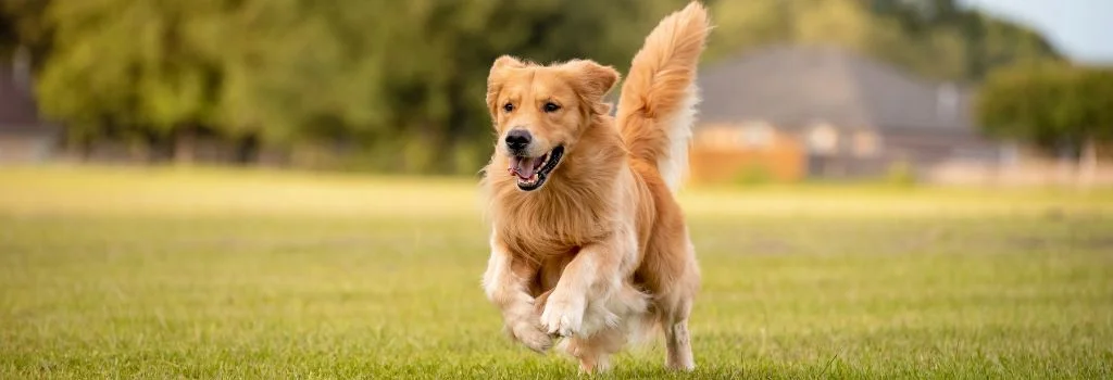 golden retriever running outdoors