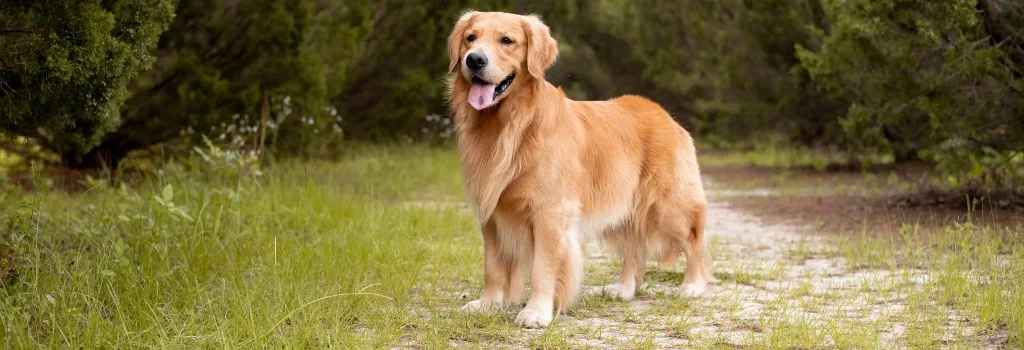 golden retriever staring outdoors