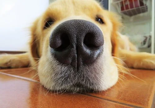 golden retriever relaxing indoors