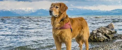 golden retriever dog in the river