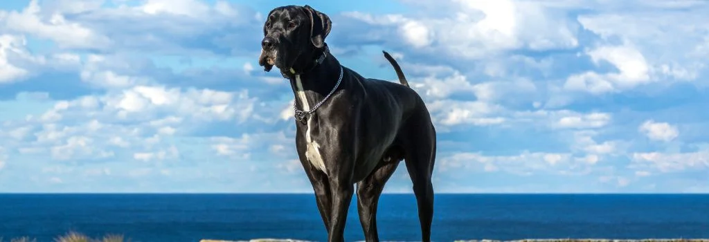 great danes standing outdoors