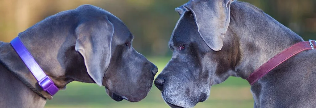 two great danes staring each other