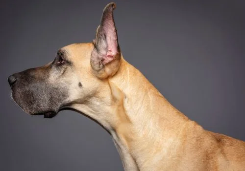 great danes standing sideview
