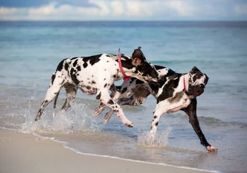 two great danes playing in beach