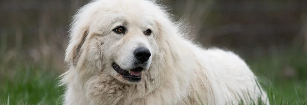great pyrenees standing green grass