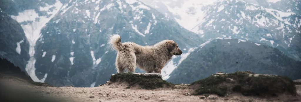 great pyrenees standing outside