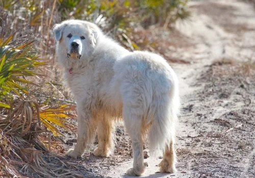 great pyrenees standing outdoors