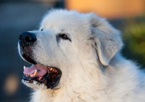 great pyrenees staring outdoors