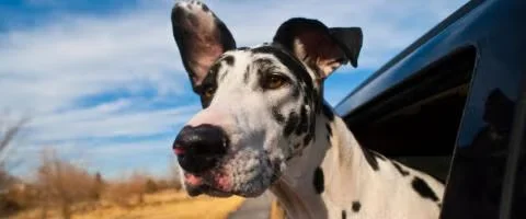 great danes dog in the car window