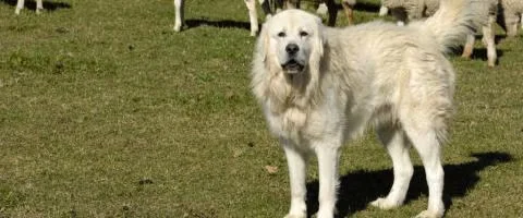great pyrenees dog staring outdoor