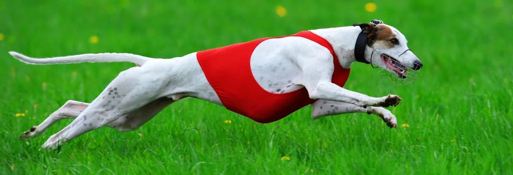 greyhound dog running in green grass outdoors