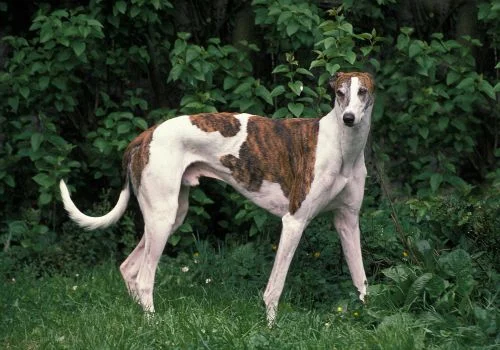 greyhound standing in green grass outdoors
