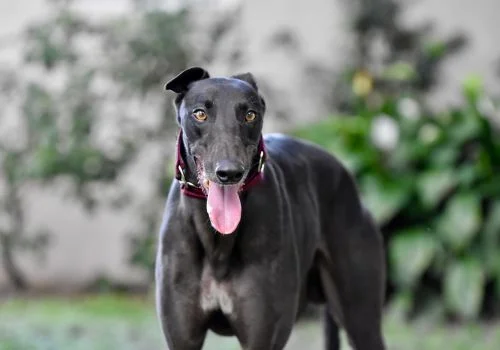 greyhound standing and smiling outdoors