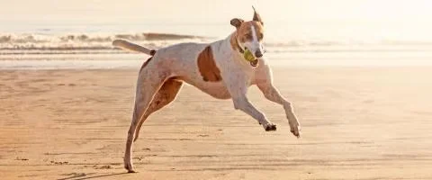 greyhound jumping in the beach