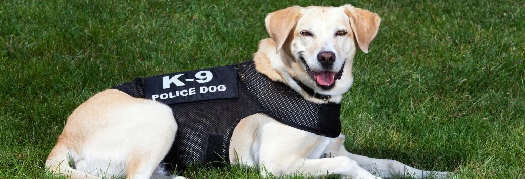 labrador smiling and lying in green grass outdoors
