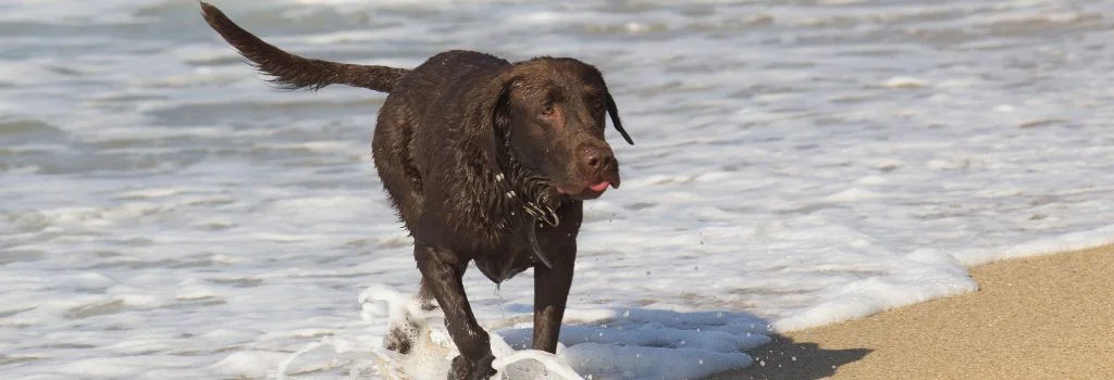 labrador playing in beach