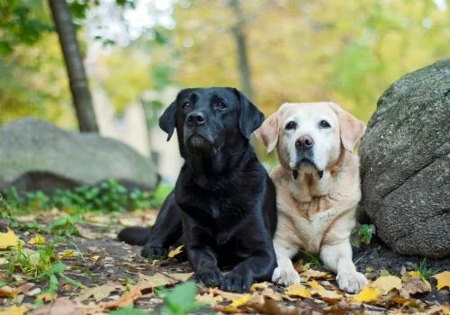 two labrador lying outdoors