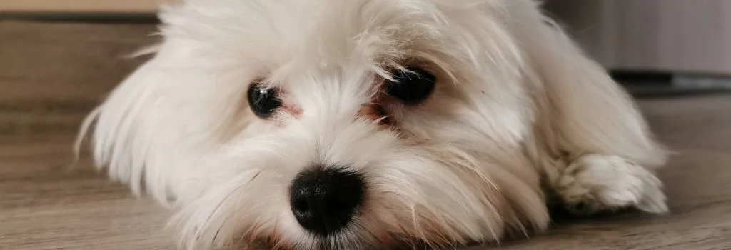 maltese dog relaxing indoors