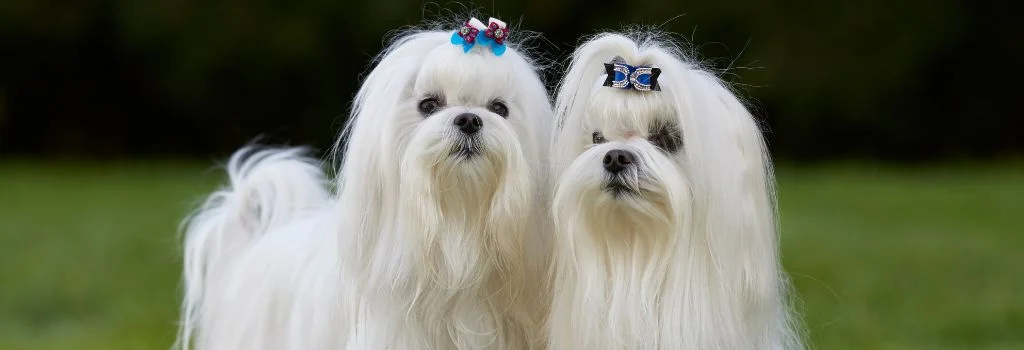 two maltese dog staring outdoors