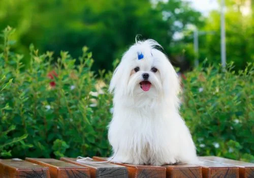 maltese dog smiling outdoors