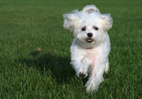 maltese dog running in green grass