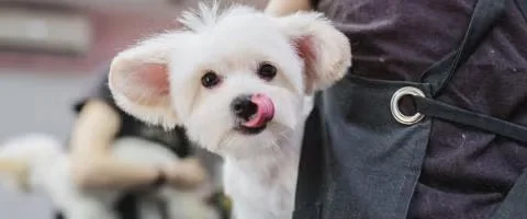 maltese dog staring outdoors