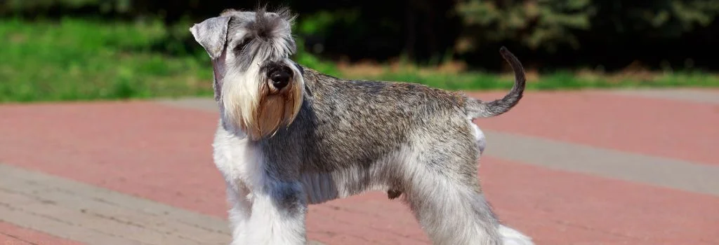 miniature schnauzer standing outdoors