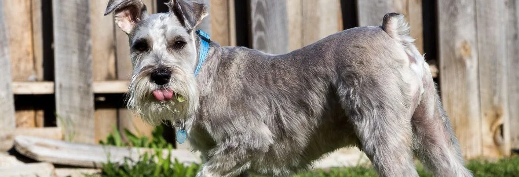 miniature schnauzer staring outdoors