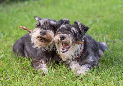 miniature schnauzer lying in green grass