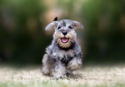 miniature schnauzer running outdoors