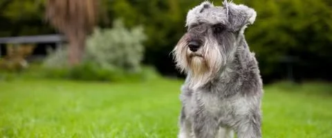 miniature schnauzer standing in green grass outdoors