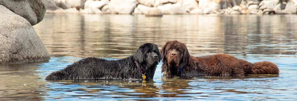 two newfoundland dogs in river