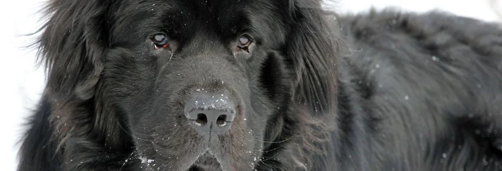 newfoundland dog in snow