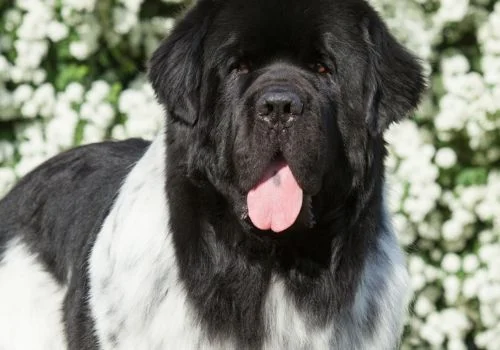 newfoundland dog outside