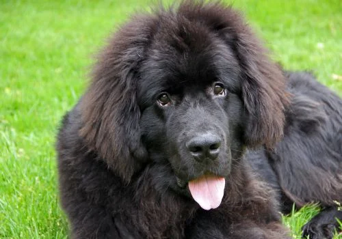 newfoundland dog lying in green grass outdoors