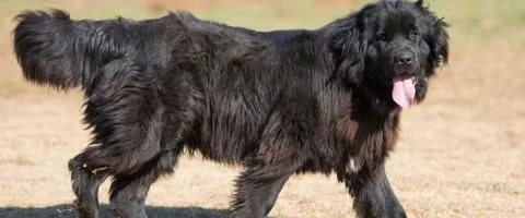 newfoundland dog standing outdoors