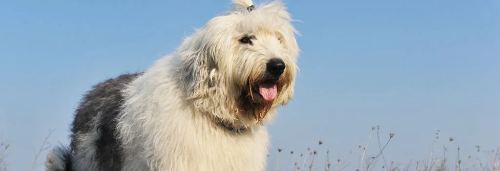 sheepdog standing outdoors