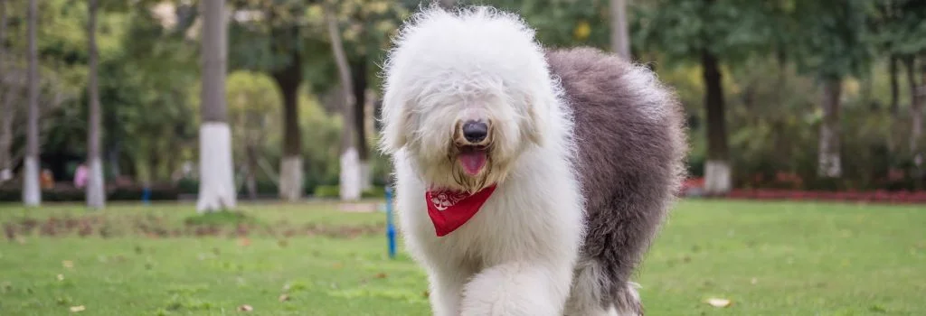 english sheepdog standing in green grass outdoors
