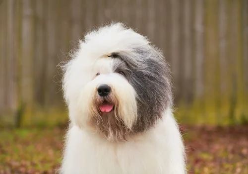 english sheepdog standing in the outdoors