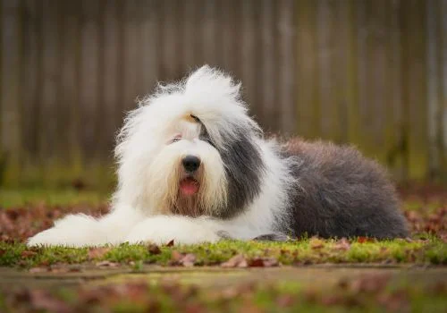 english sheepdog lying outdoors