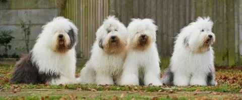 sheepdogs standing outdoors